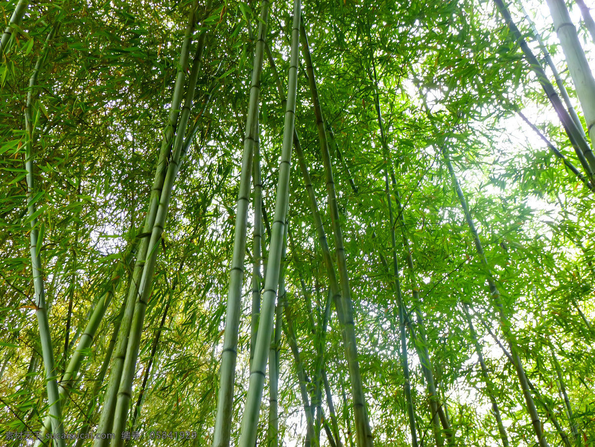 翠竹 绿色 毛竹 生物世界 树木树叶 竹 竹林 竹子 林子 密林 楠竹 竹子素材 竹林图片 矢量图 日常生活