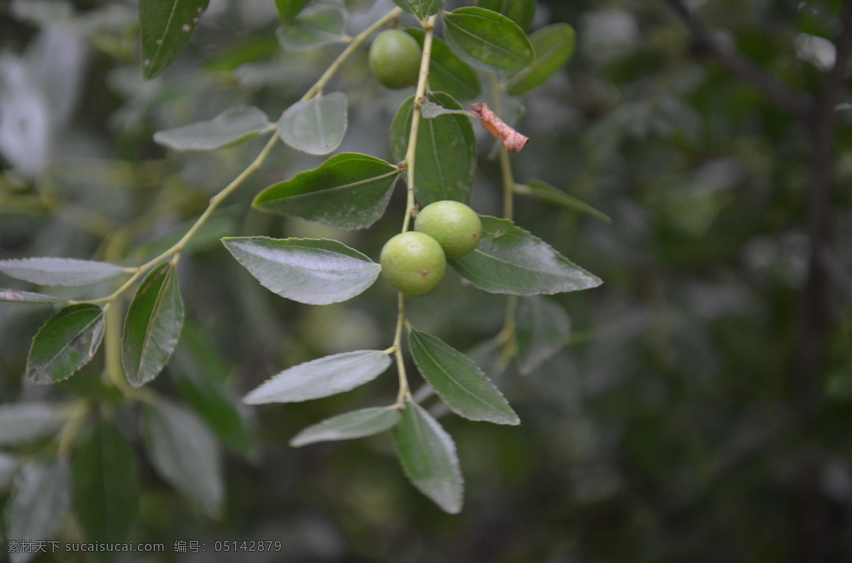 青枣 绿叶 植物 绿枣 树木树叶 生物世界