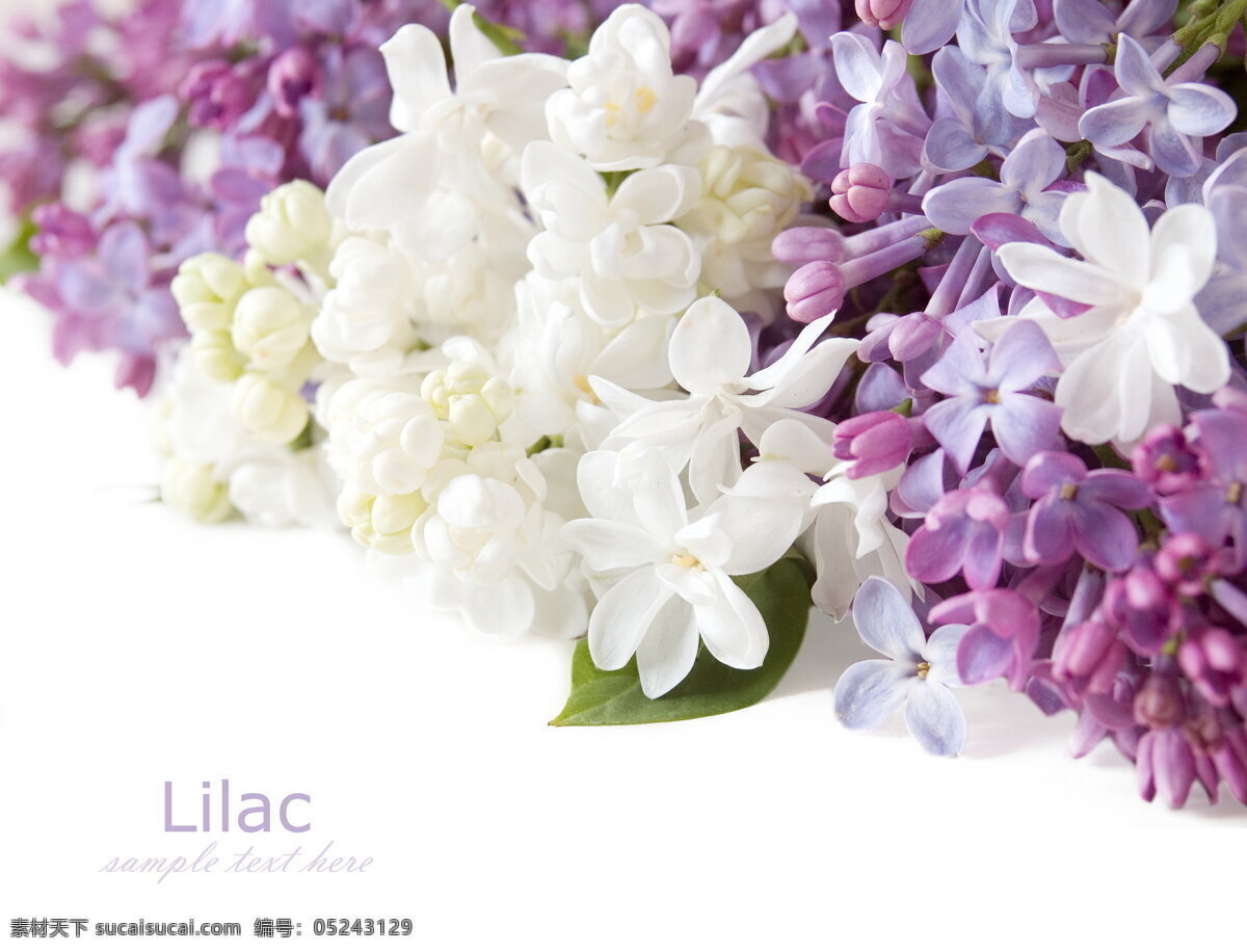 唯美紫丁香 唯美 植物 自然 鲜花 花 花朵 花卉 紫丁香 生物世界 花草