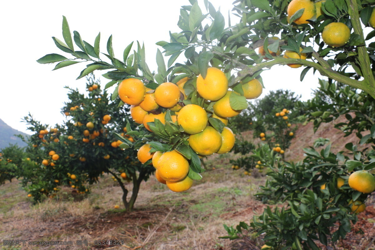 柑橘 橘子 橘子熟了 水果 秋 自然景观 田园风光