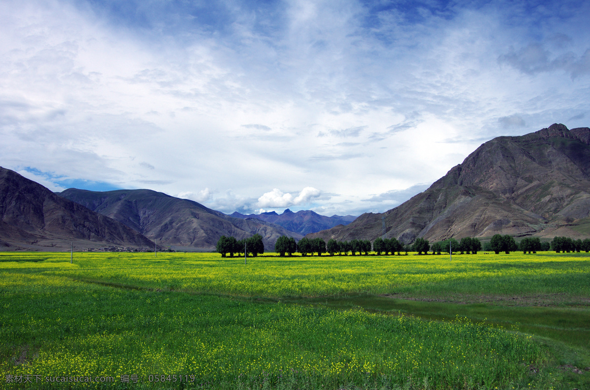 西藏风景 蓝天 白云 草地 油菜花 远山 自然景观 自然风景