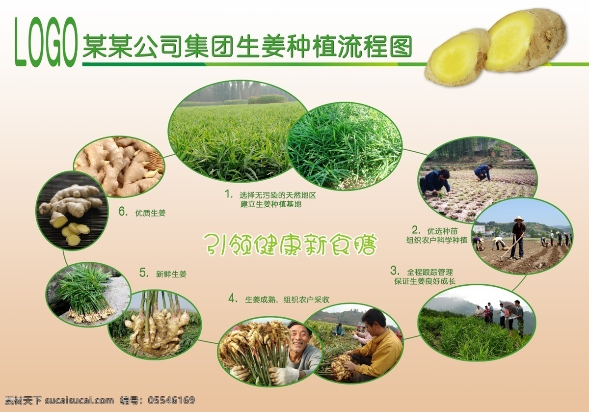 生姜 种植 流程图 种植地 流程 基地 姜片 生姜地 广告设计模板 源文件
