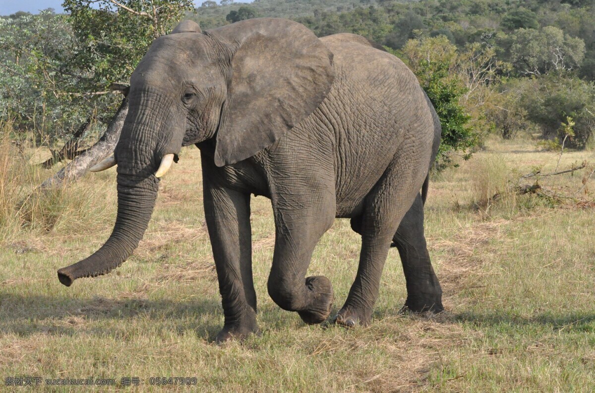 大象 野象 保护动物 野生动物 陆生动物 哺乳动物 生活百科