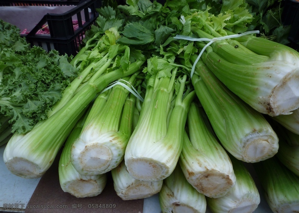 芹菜图片 芹菜图 香芹 西芹 水芹 芹菜淘宝 新鲜芹菜 绿色芹菜 芹菜粽子 芹菜采摘 绿色蔬菜 青菜 芹菜叶 芹菜杆 芹菜干 芹菜广告 芹菜灯箱 芹菜海报 芹菜叶子 芹菜设计 有机芹菜 芹菜段 芹菜炒肉 凉拌芹菜 生态蔬菜 生态芹菜 养生蔬菜 生物世界 蔬菜