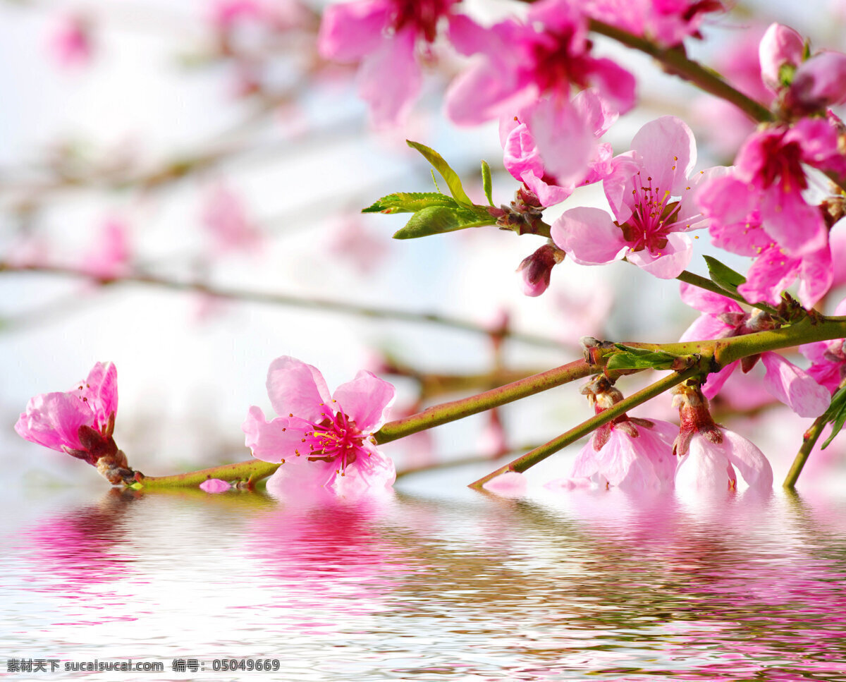 水中 桃花 装饰画 效果图 粉色 花朵 枝叶