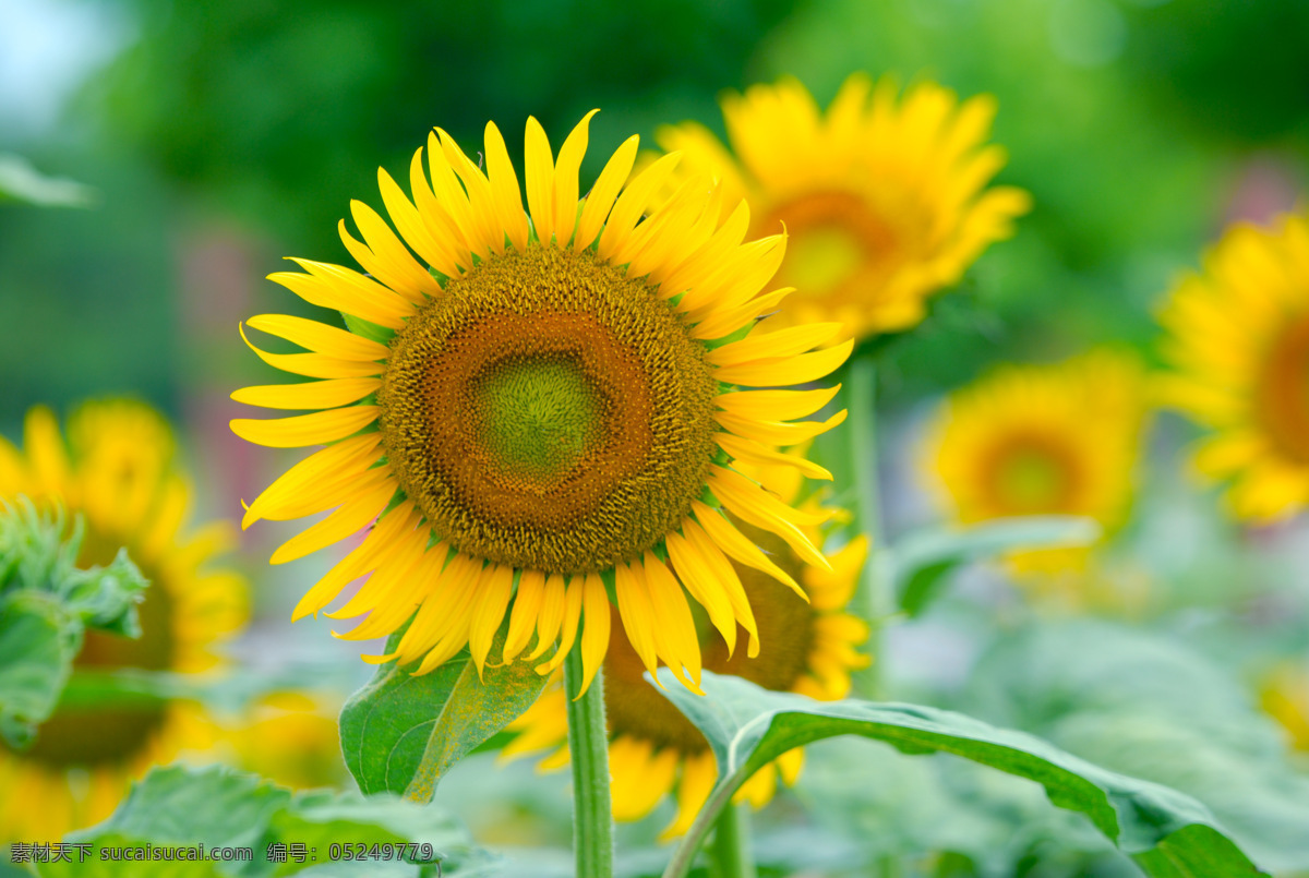 向日葵 花 花草 菊花 葵花 昆虫 蜜蜂 生物世界 百万葵园 微距