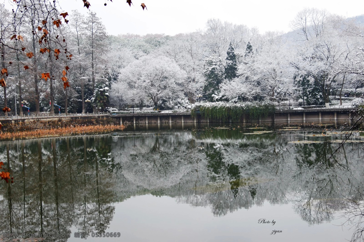 武汉大学 鉴湖 雪景 武大 自然景观 自然风景