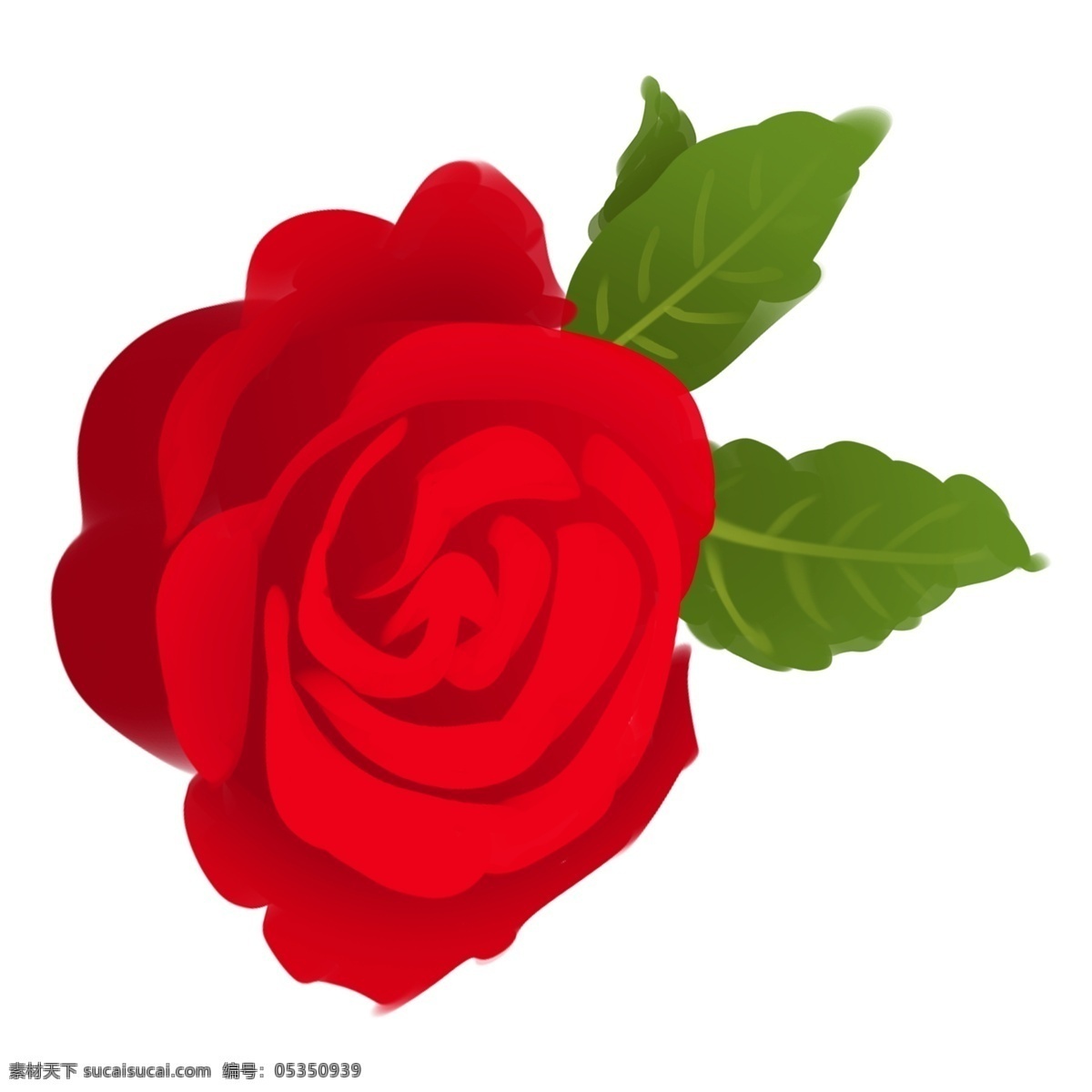 红色玫瑰花朵 玫瑰 花朵 红色