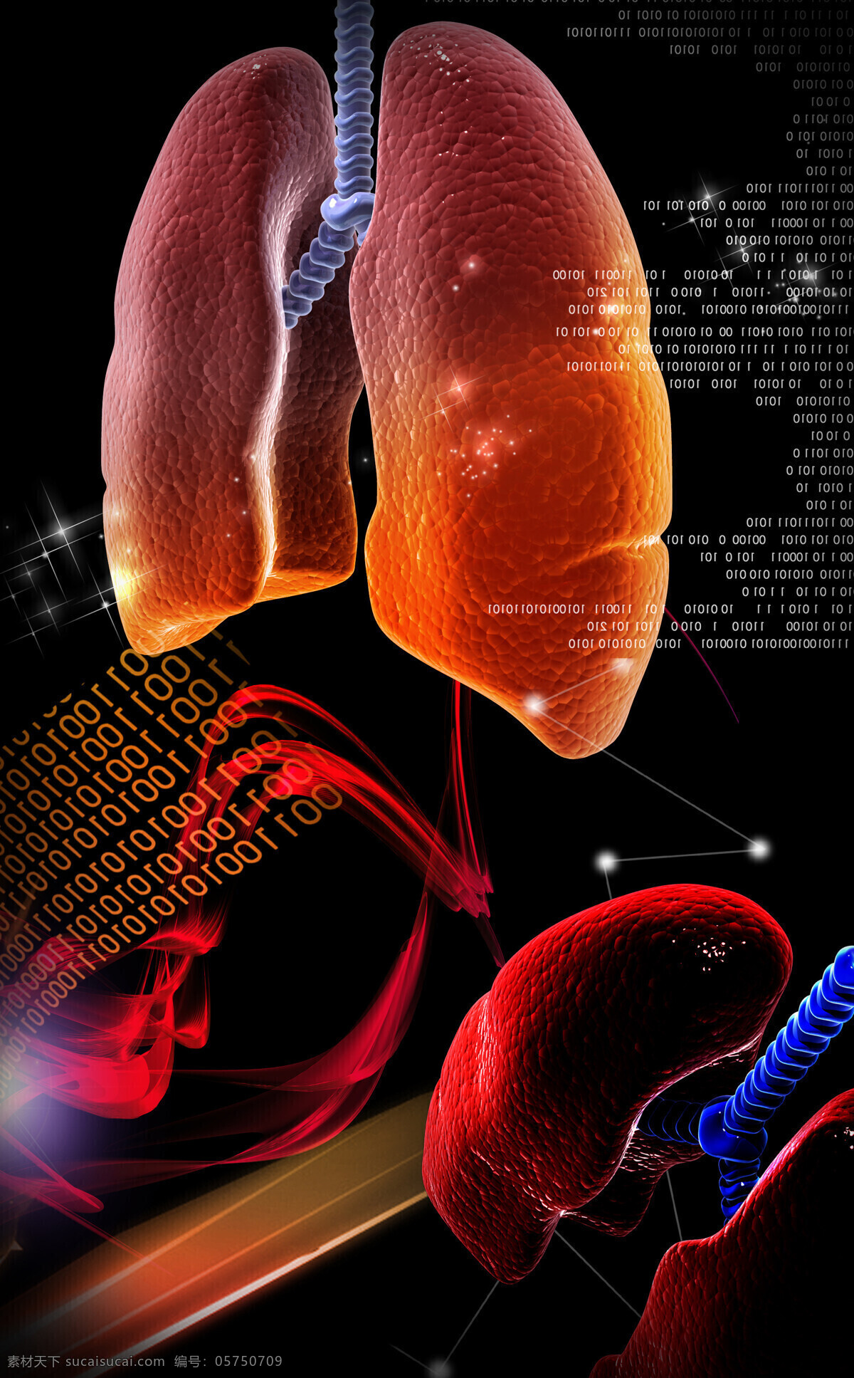 肾脏 内脏 肺部 器官 现代科技 医疗 医疗保健 医疗护理 肾脏内脏 医学 海报 其他海报设计