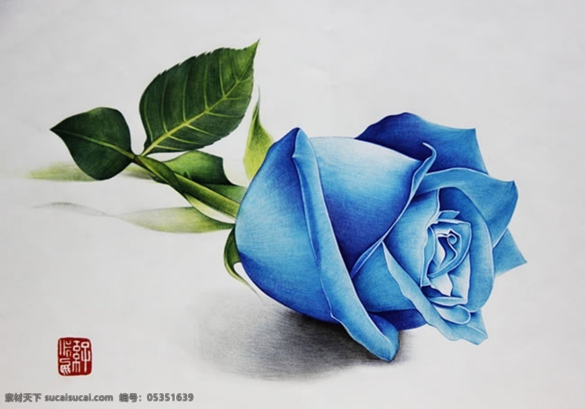 蓝玫瑰 手绘 背景 手绘蓝玫瑰 蓝玫瑰花语 色彩插画