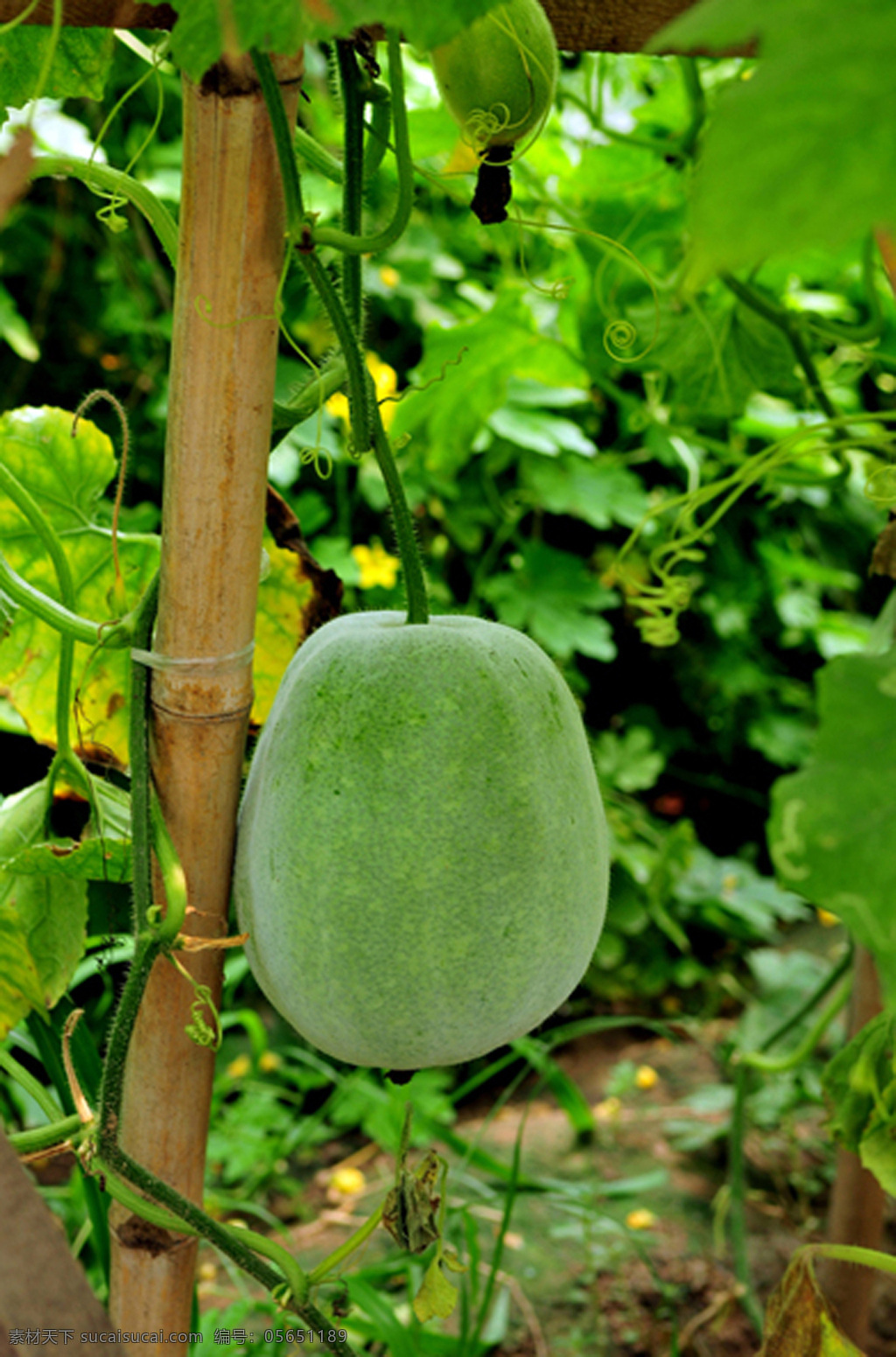 冬瓜 蔬菜 生物世界