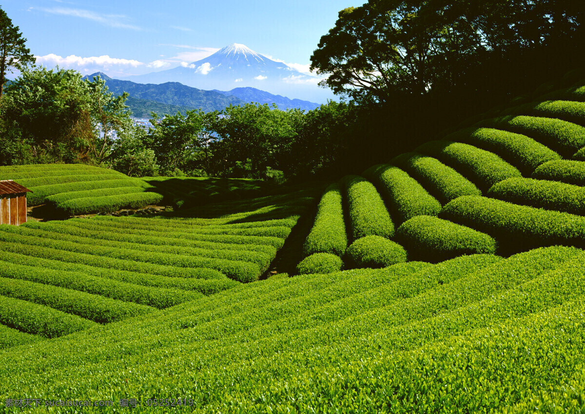 茶树茶园 大自然 郊野 富士山 雪山 田园 田野 田园风光 山坡茶园 旅游摄影 自然风景 茶园系列 摄影图库