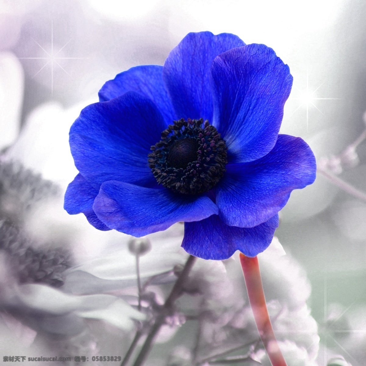 广告设计模板 花朵 花卉 蓝色花朵 无框画 源文件 装饰画 模板下载 其他海报设计