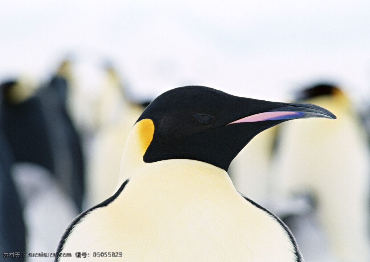 企鹅 头部 特写 动物世界 生物世界 南极生物 水中生物 南极 雪地