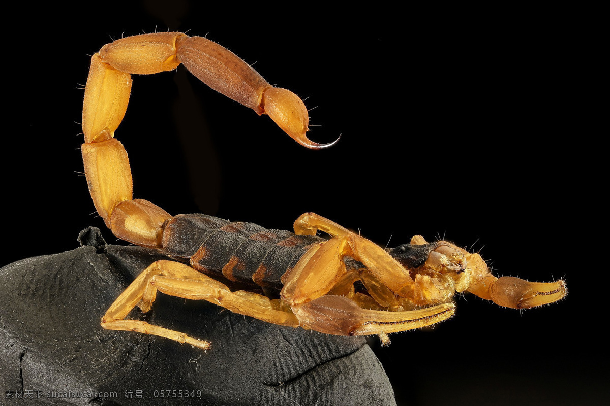 scorpion 节肢动物 动物 蝎目 小蝎子