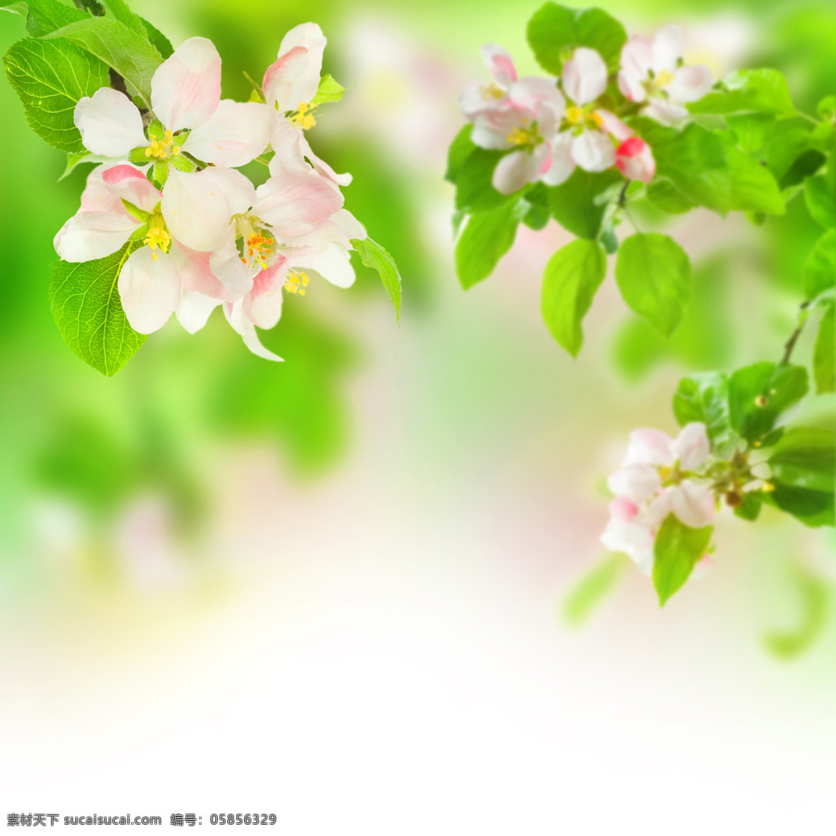 美丽 鲜花 背景 春天 春季 鲜花背景 花朵 花卉 梦幻背景 绿色清新 花草树木 生物世界