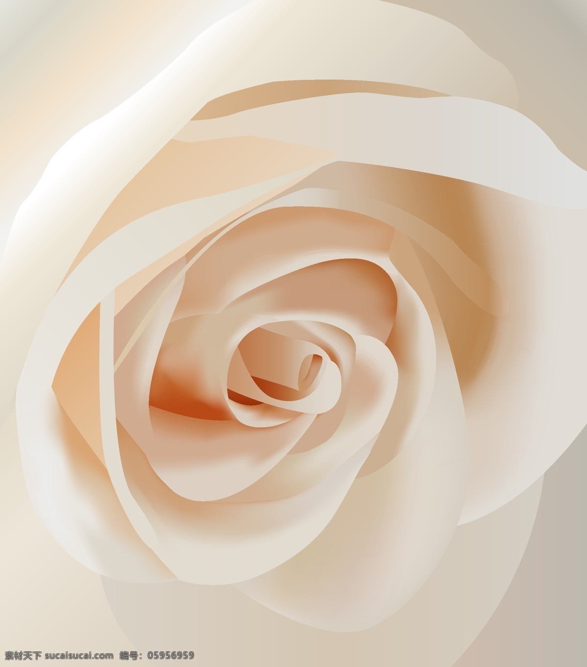 白 玫瑰 特写 矢量 花 向量的花 矢量图 日常生活