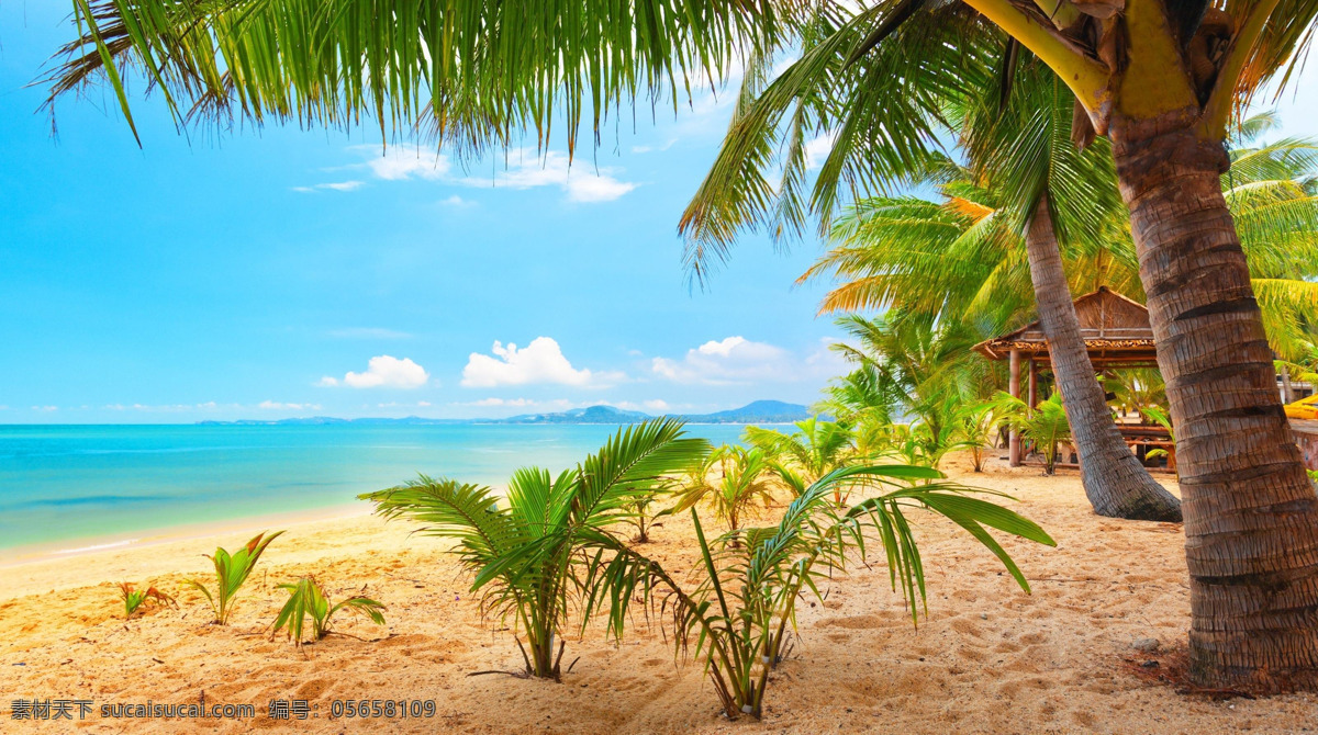 椰子树 沙滩 海边 海滩 海 树 蓝天 沙子 沙地 自然景观 自然风景