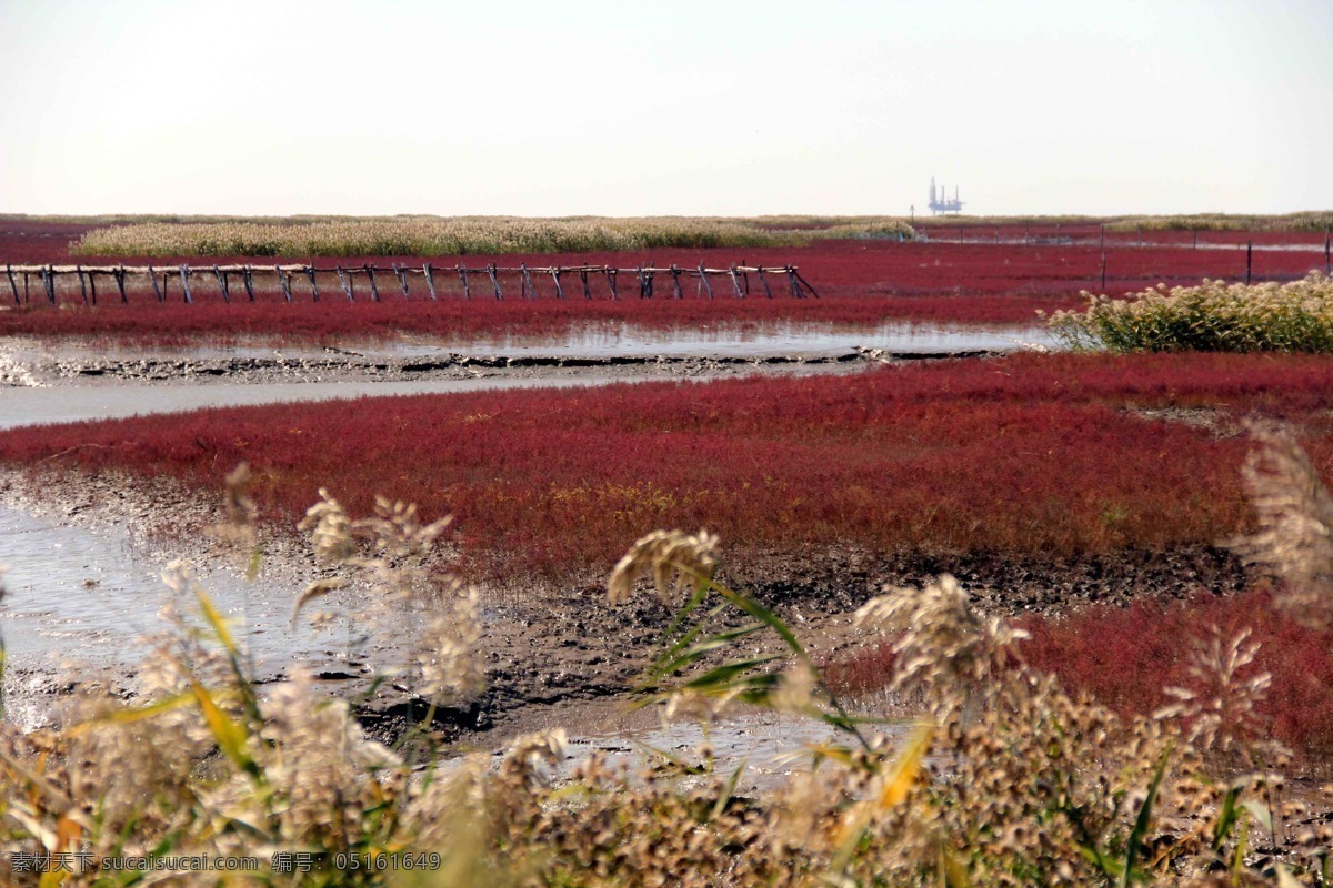 盘锦 红海 滩 湿地 海滨 旅游 秋色 自然风景 自然景观 红海滩 东北风光 psd源文件