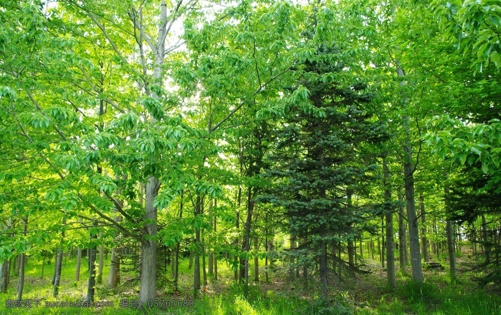森林 绿色 原始 树 风景 海报 自然景观 自然风景