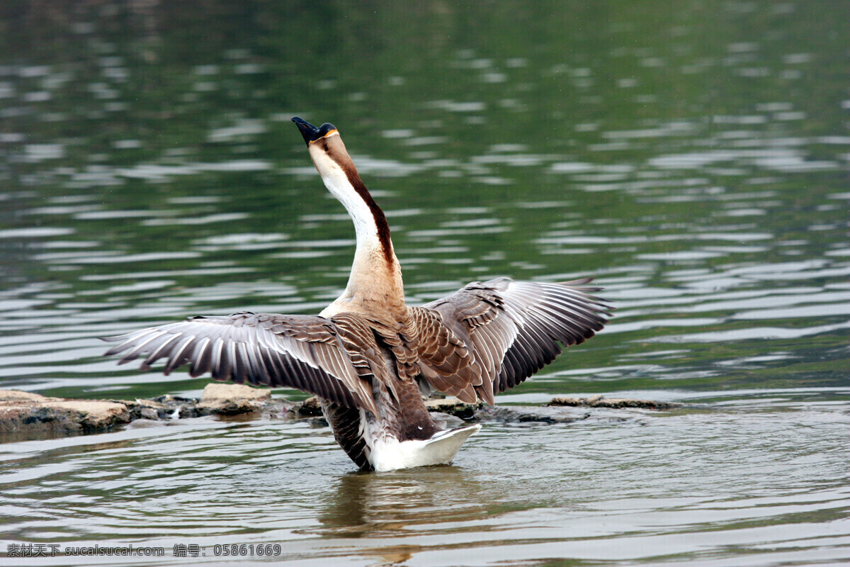野鸭 戏水 飞翔 两只野鸭 河水 河岸 生态 环保 黄河 湿地 倒影 鸟类 生物世界