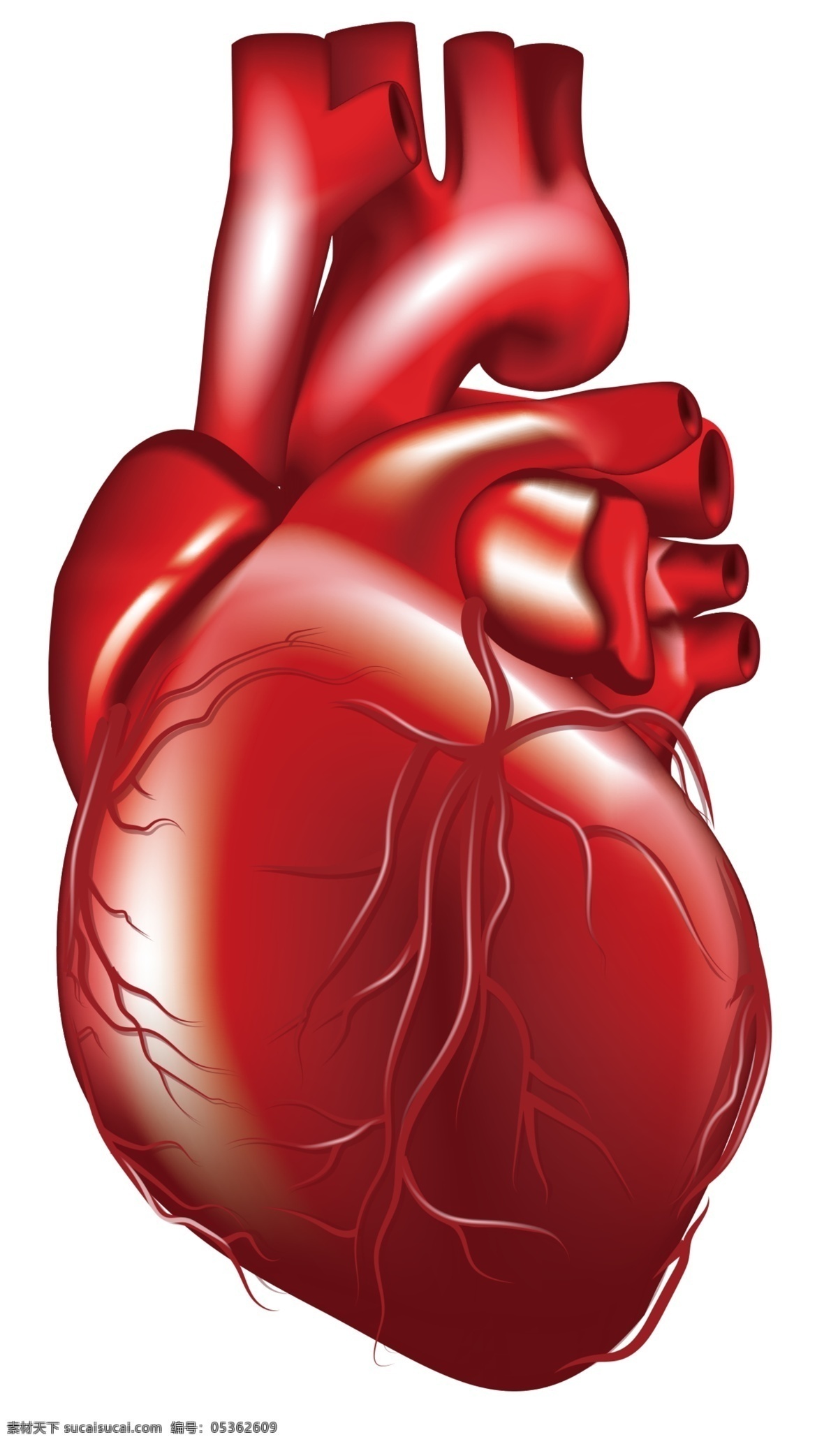 心脏 人体器官 心脏血管 红色心脏 心脏图