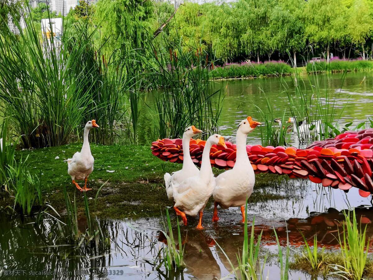 大白鹅 白鹅 大 公园 水 树木 禽类 随手拍 旅游摄影 国内旅游