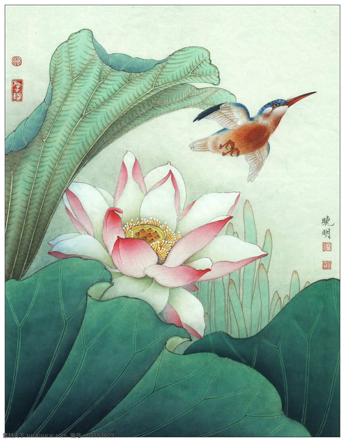 2011 菡萏 新 花 花鸟画 设计素材 花鸟画篇 中国画篇 书画美术 白色