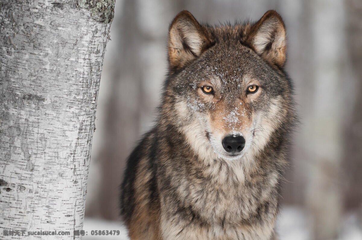 雪狼 狼 猛兽 野兽 树干 雪地 森林 野生动物 野生 动物 保护动物 兽类 走兽 生物世界