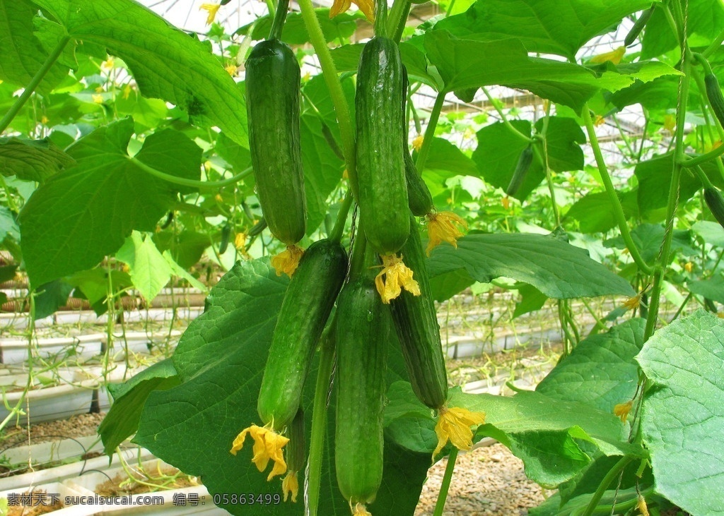 黄瓜 小黄瓜 荷兰黄瓜 菜园 嫩绿黄瓜 蔬菜 生物世界