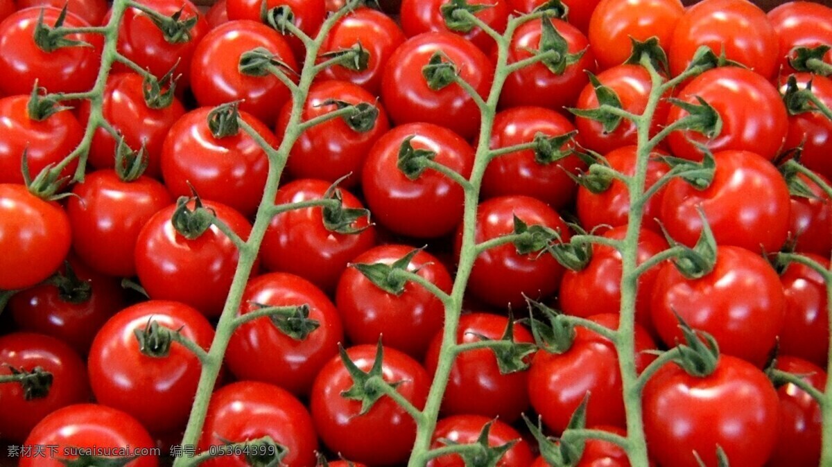 小西红柿 小番茄 番茄 圣女果 新鲜 西红柿 红色 水果 红色果实 果子 新鲜水果 浆果 健康 营养 食物 食品 生物世界