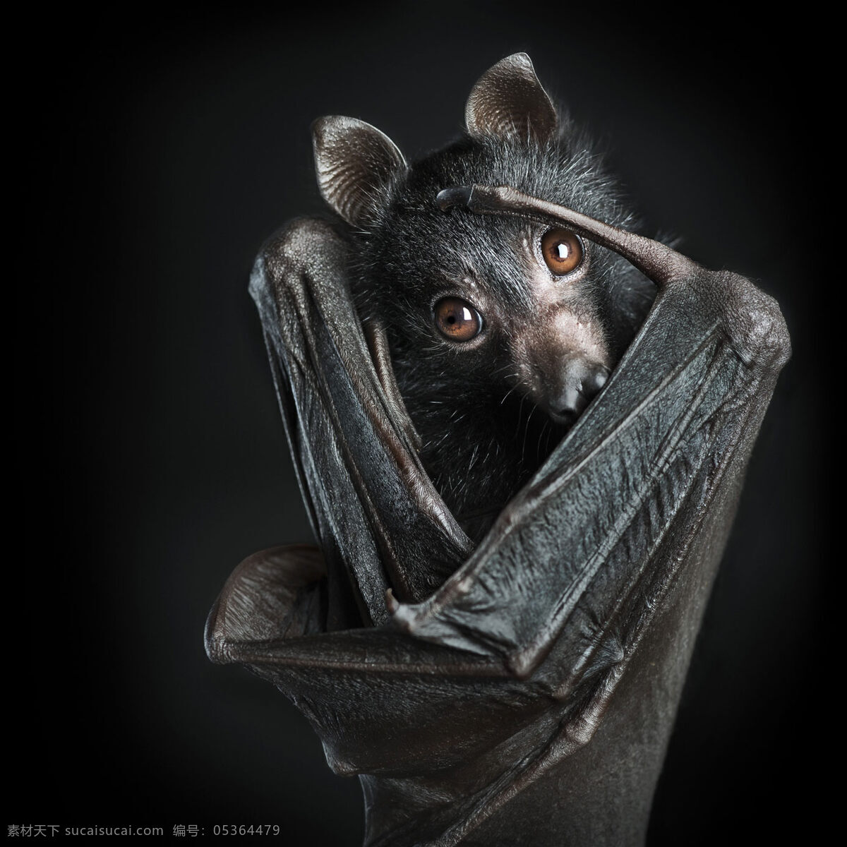 唯美 炫酷 生物 动物 野生 蝙蝠 凶猛蝙蝠 生物世界 野生动物