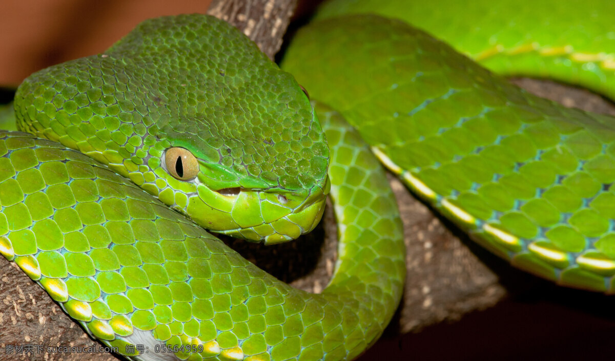 有毒 绿色 毒蛇