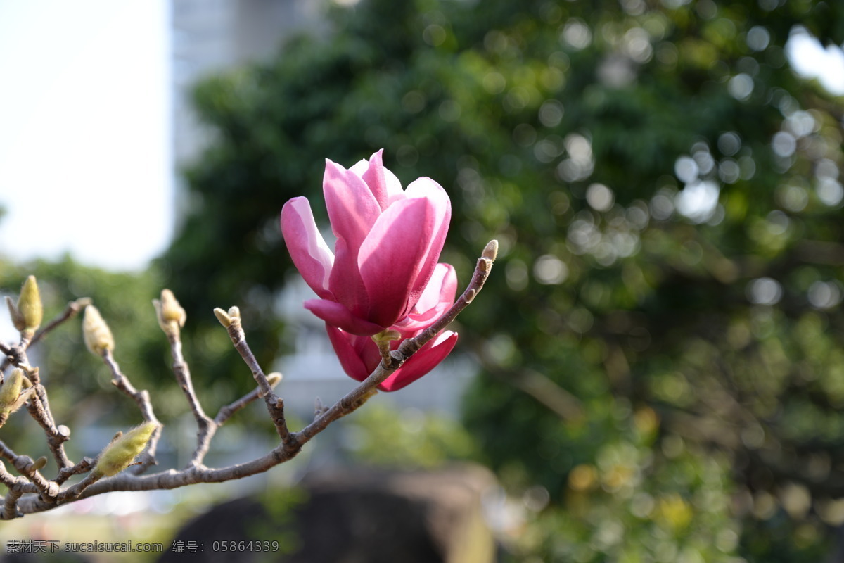 紫玉兰 玉兰 洋红花 洋红玉兰 红花 生物世界 花草