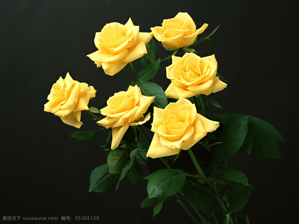 鲜艳 黄 玫瑰花 高清 花卉 花朵 花草 植物 鲜花