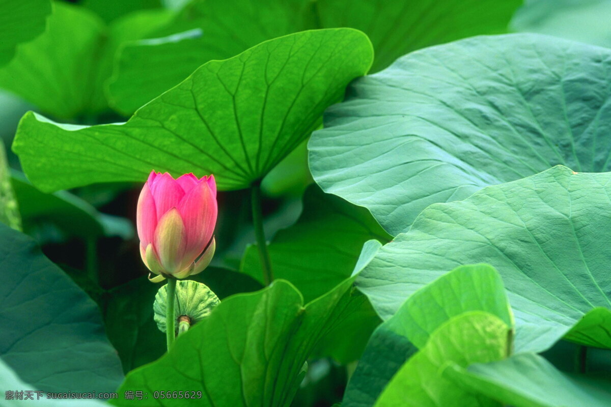 荷花 绿叶 背景 风景 荷叶 花卉 摄影图库 田园风光 叶子 植物 荷花绿叶 自然景观 生活 旅游餐饮