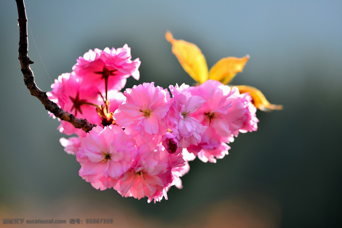 樱花 图 春季 风景 花草 旅游 生物世界 樱花摄影图 psd源文件