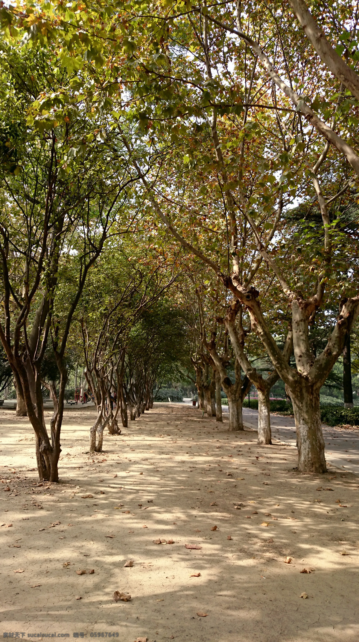 梧桐树林 梧桐树 树林 初秋 落叶 龙湖公园 自然景观 山水风景 黑色