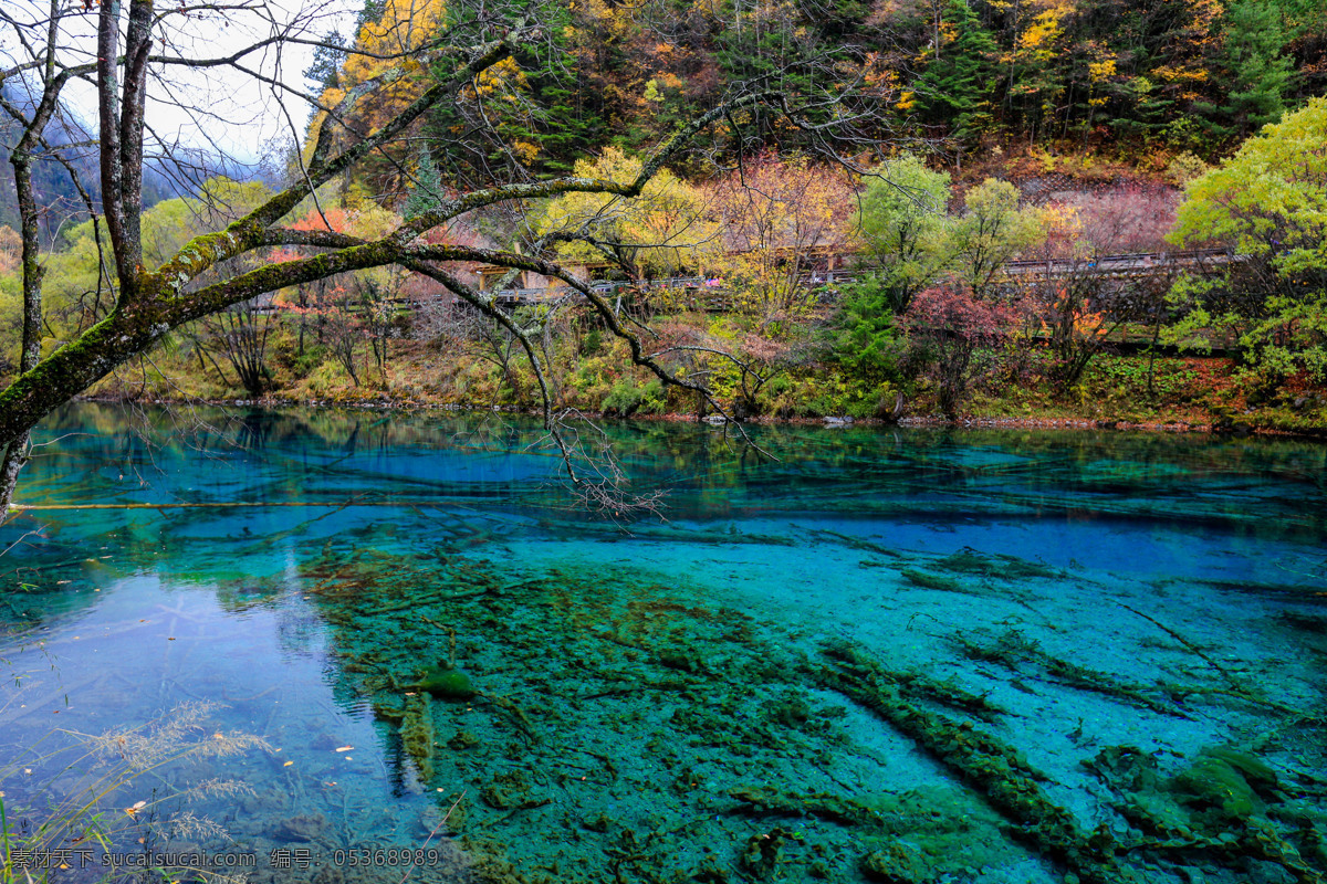 九寨沟五花海 四川 秋天美景 倒影 湖水 清澈 黄叶 海子 九寨精华 五花海 九寨沟 风景名胜 山水旅游摄影 国内旅游 旅游摄影