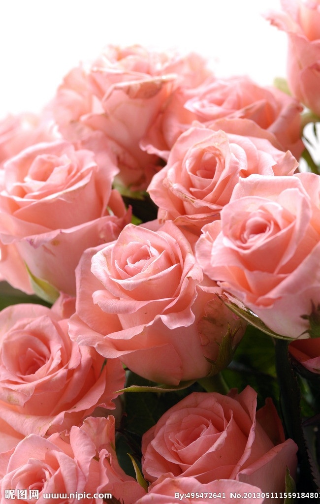 粉红色玫瑰花 花朵 鲜花 花瓣 玫瑰 玫瑰花 花草 生物世界