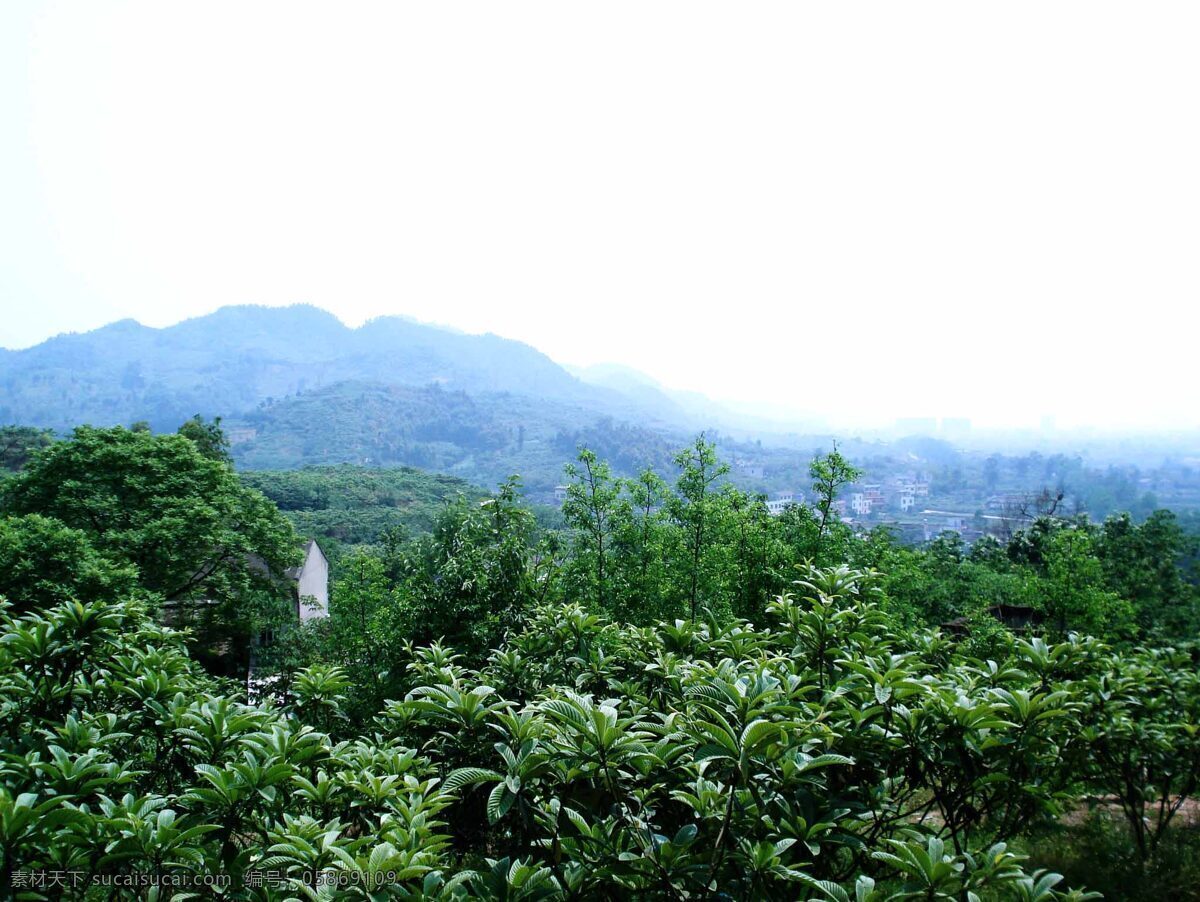 洛带枇杷山 洛带 枇杷 山 树木 林 旅游摄影 国内旅游 摄影图库