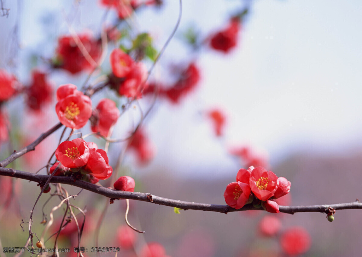 梅花免费下载 红梅 梅花 一枝梅