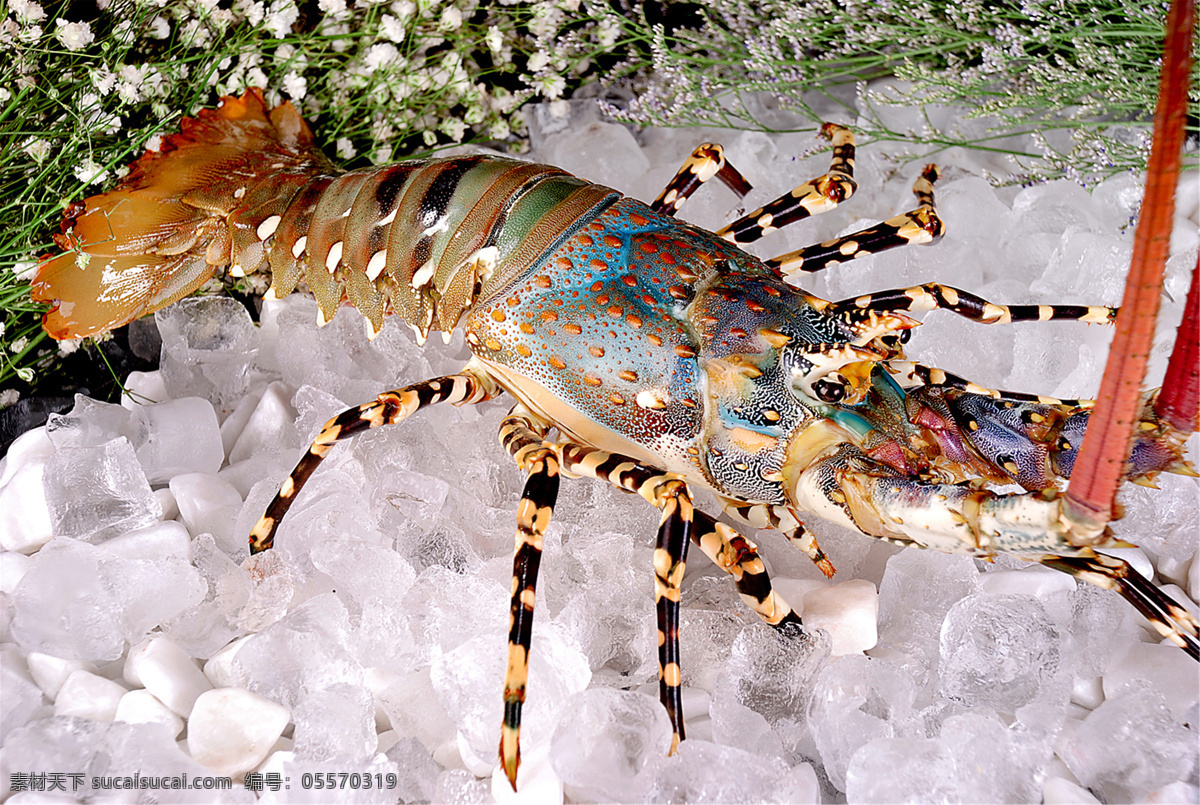 澳洲龙虾 美食 传统美食 餐饮美食 高清菜谱用图