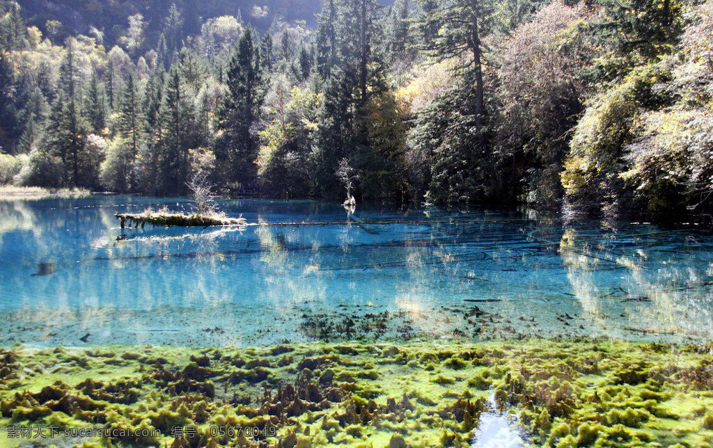 九寨沟 海底 景区 清水 树林 风景 生活 旅游餐饮