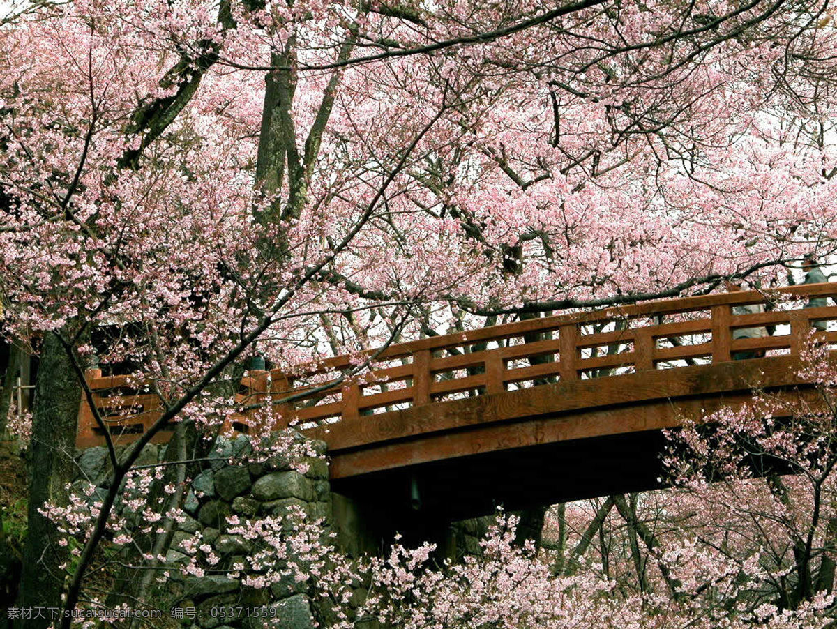 美丽 樱花 浪漫樱花 摄影图 田园风景 自然景观 鲜艳的花朵 美丽樱花 风景 生活 旅游餐饮