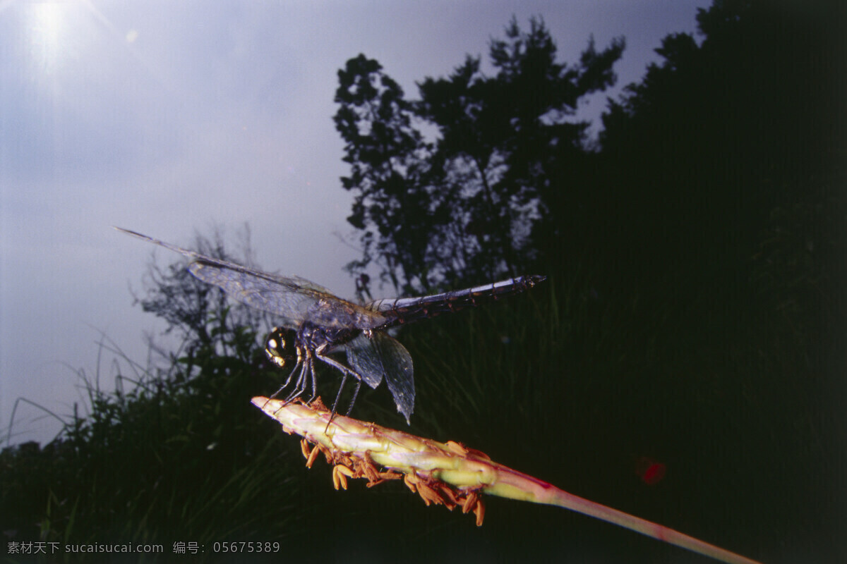 花朵上的蜻蜓 蜻蜓 蜻蜓摄影 自然风光 大自然 风景 风光 田野 野外 草 摄影图片 草地 自然风景 自然景观 黑色