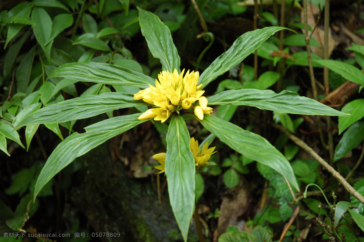 花苞 植物 野草 野外 野花 田野 绿色 树叶 山野 农村 深山 绿色植物 中药 中草药 花朵 不知名花 花卉风景 生物世界 花草