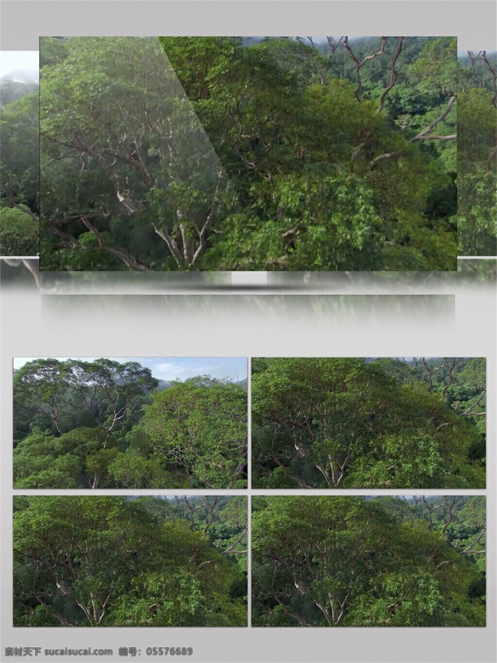 琼林 玉树 视频 音效 绿色 植物 丛林 风光 视频素材 景区 视频音效