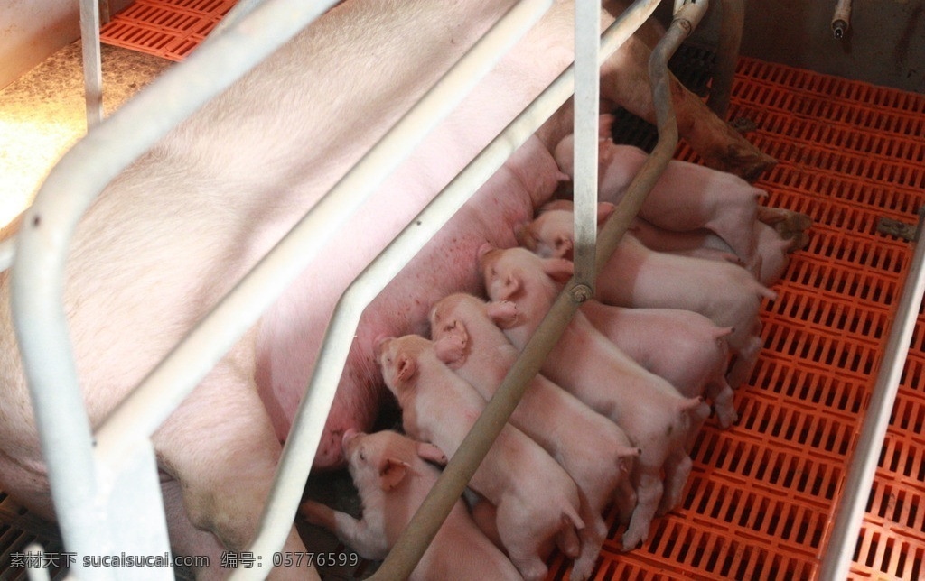母猪和猪仔 母猪 仔猪 小猪 保育舍 健康猪 家禽家畜 生物世界