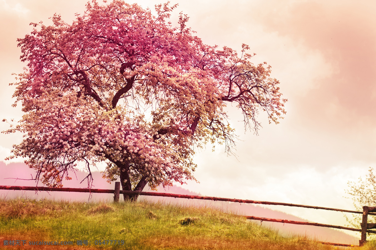 粉红 花树 风景 美丽花树 粉红花树 花朵 植物 花枝 梦幻背景 其他风光 风景图片